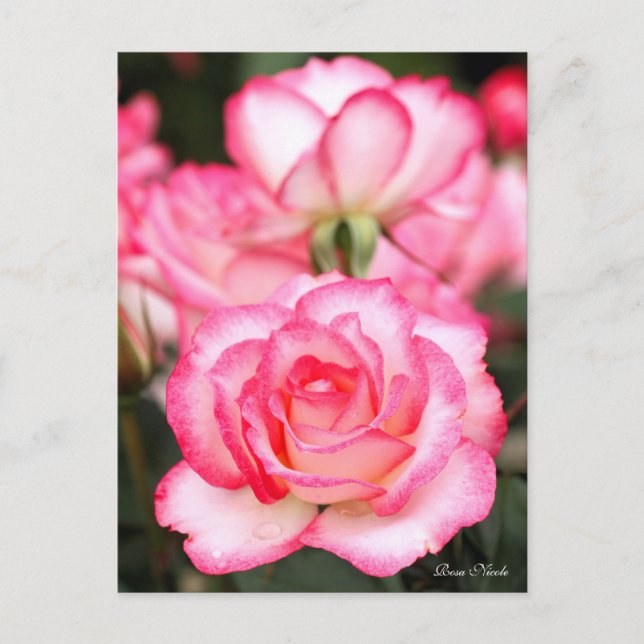 Rosa Nicole:Postcard Postcard (Front)