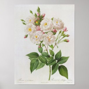 Rosa Noisettiana, from'Les Roses' Poster
