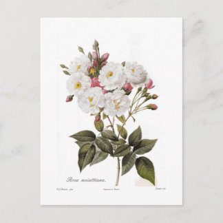 Rosa noisettiana postcard