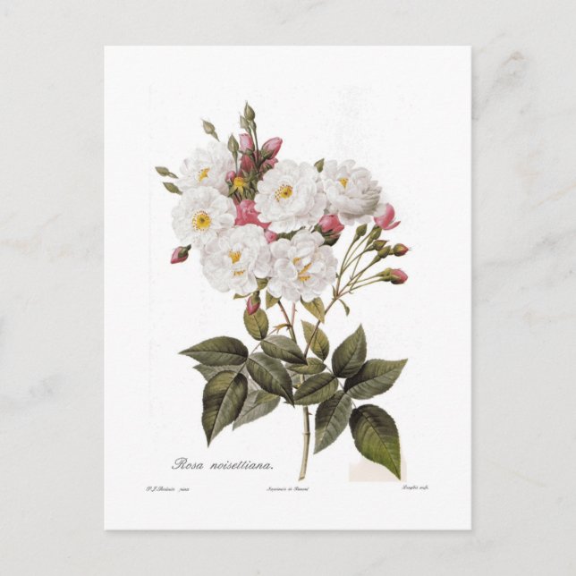 Rosa noisettiana postcard (Front)