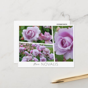 Rosa Novalis Postcard