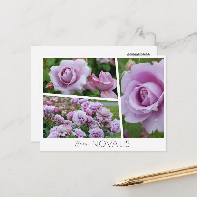 Rosa Novalis Postcard (Front/Back In Situ)