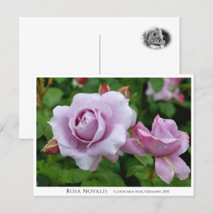 Rosa Novalis Postcard
