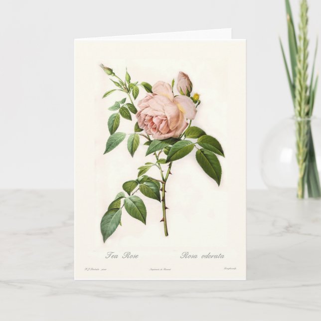 Rosa odorata card (Front)