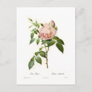 Rosa odorata postcard
