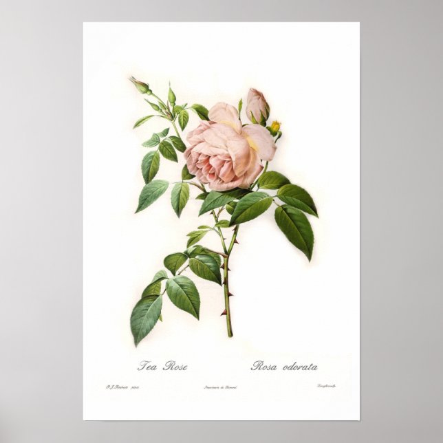 Rosa odorata poster (Front)