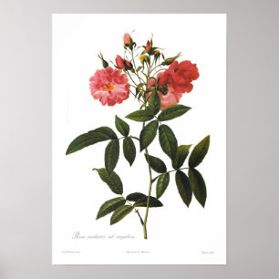 Rosa palustris sub corymbosa poster