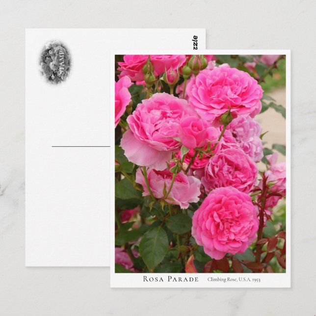 Rosa Parade Postcard (Front/Back)