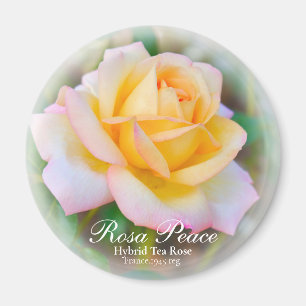 Rosa Peace Magnet