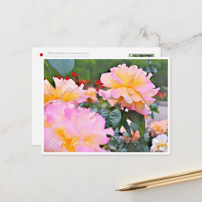 Rosa Peace Postcard (Front/Back In Situ)