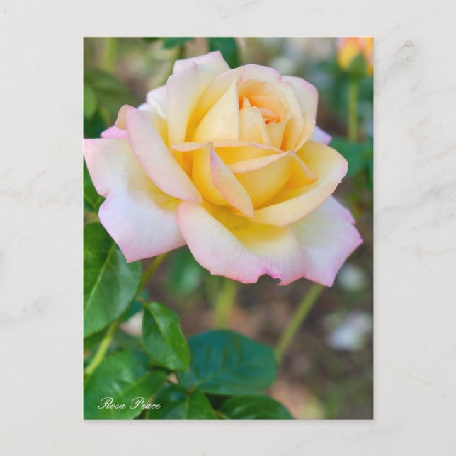Rosa Peace Postcard (Front)