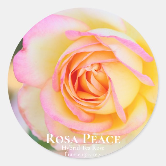 Rosa Peace [Round Seal] Classic Round Sticker (Front)