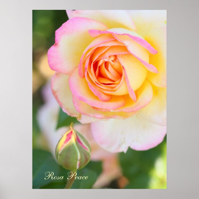 Rosa Peace [Value Poster Paper] (Front)
