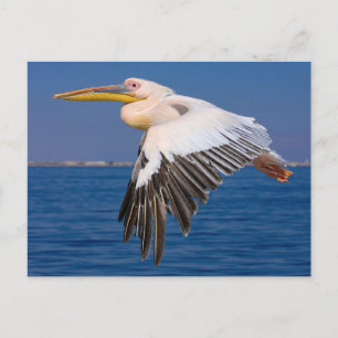 Rosa Pelikan Flight Postcard