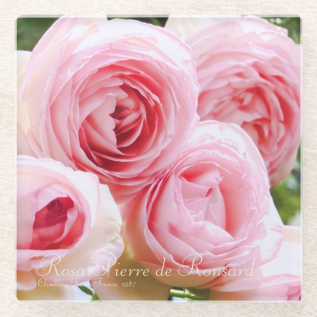 Rosa Pierre de Ronsard [Glass Coaster] Glass Coaster (Front)