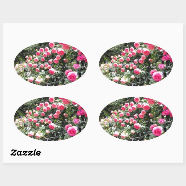 Rosa Pierre de Ronsard:Oval Seal (Sheet)