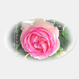 Rosa Pierre de Ronsard [Oval Seal] 楕円形シール Oval Sticker