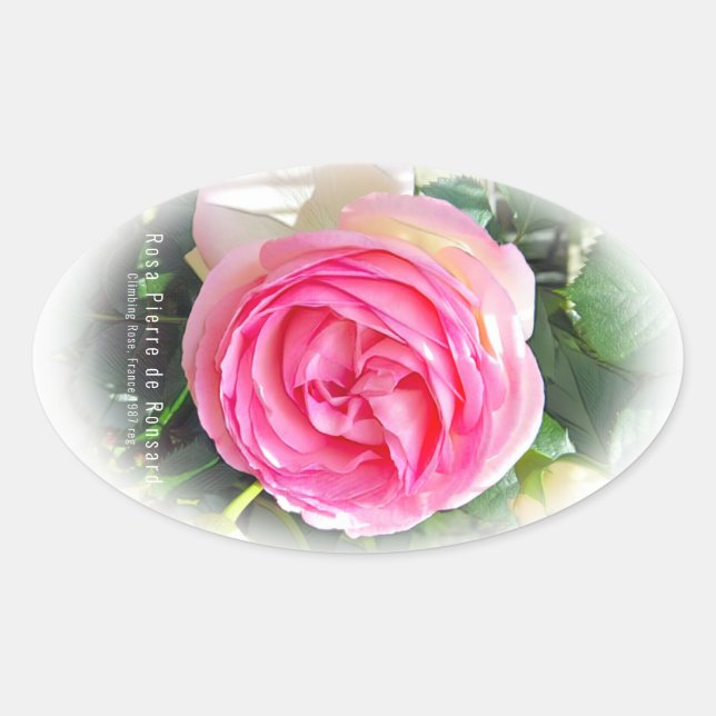Rosa Pierre de Ronsard [Oval Seal] 楕円形シール Oval Sticker (Front)