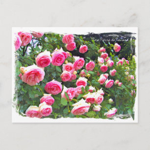 Rosa Pierre de Ronsard [Postcard] ポストカード Postcard