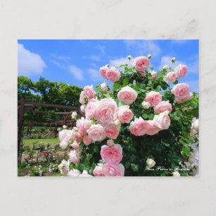 Rosa Pierre de Ronsard [Postcard] Postcard