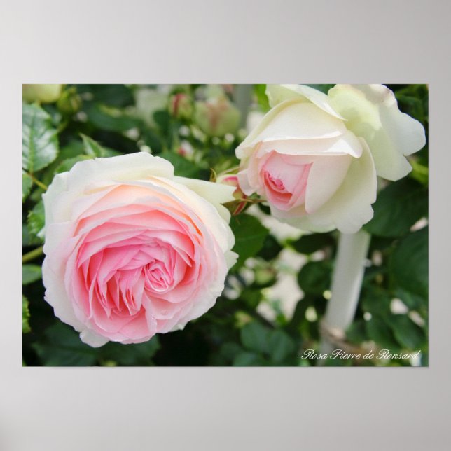Rosa Pierre de Ronsard Poster (Front)