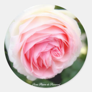 Rosa Pierre de Ronsard:Round Seal