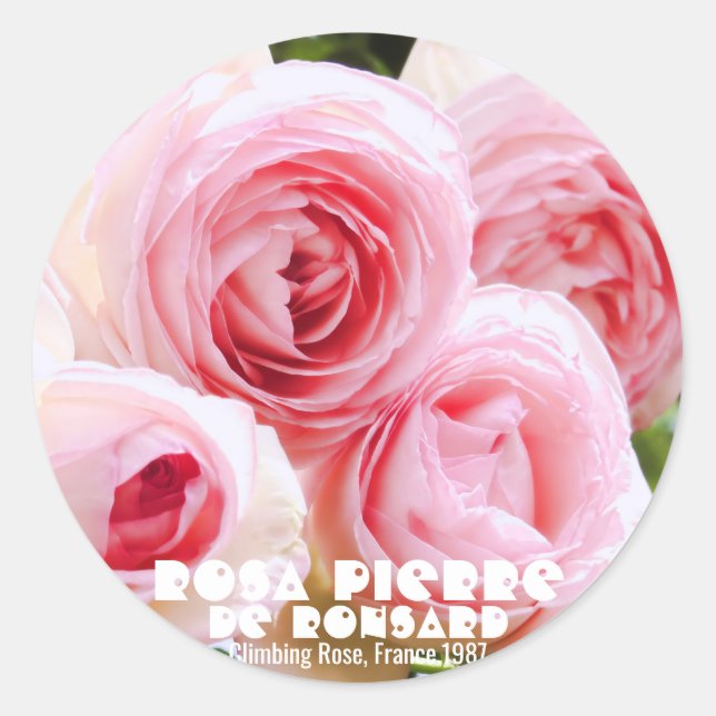 Rosa Pierre de Ronsard [Round Seal] ラウンドシール Classic Round Sticker (Front)