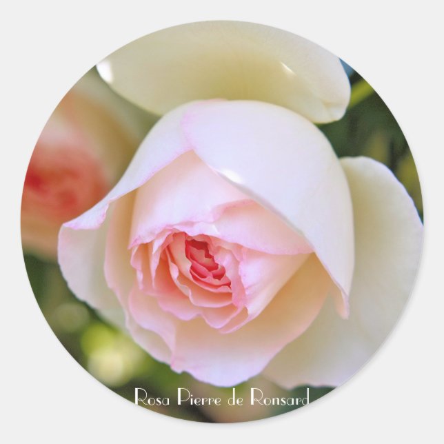 Rosa Pierre de Ronsard [Round Seal] Round Seal (Front)