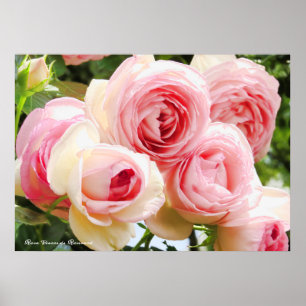 Rosa Pierre de Ronsard：Value Poster Paper
