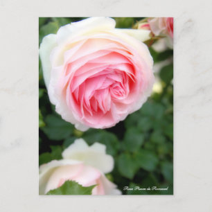 Rosa Pierre de Ronsard (ver. 2.0):Postcard Postcard