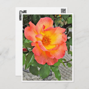Rosa Playboy Postcard