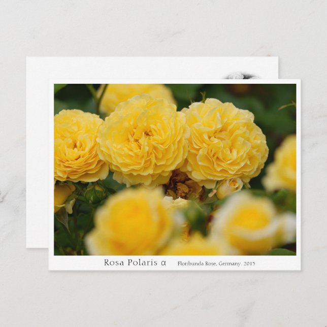 Rosa Polaris α Postcard (Front/Back)
