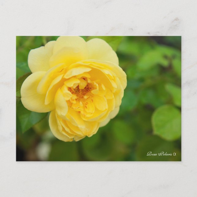 Rosa Polaris α [Postcard] Postcard (Front)