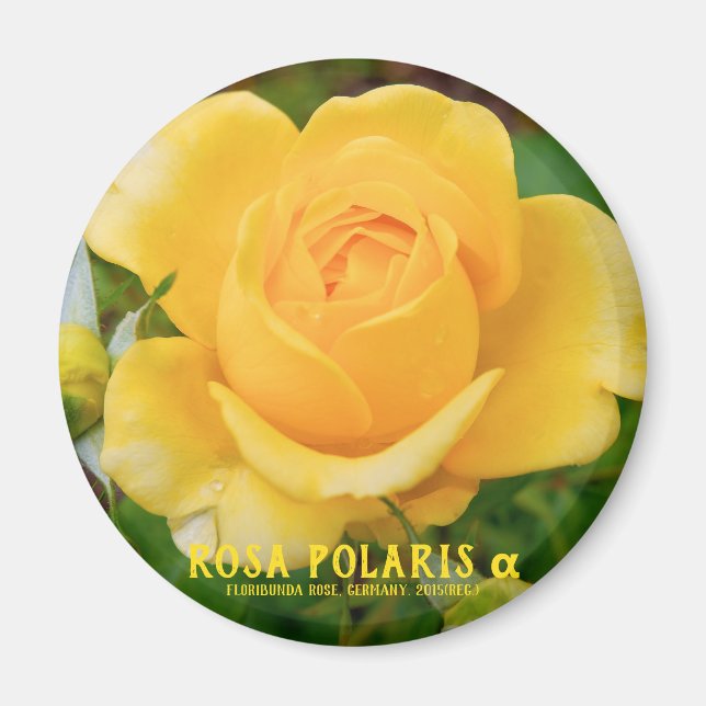 Rosa Polaris α [Round Magnet] Magnet (Front)