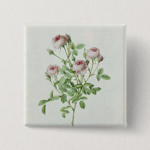 Rosa Pomponia, from 'Les Roses' 15 Cm Square Badge