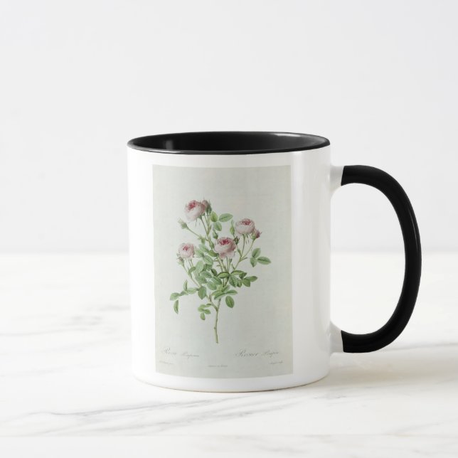 Rosa Pomponia, from 'Les Roses' Mug (Right)