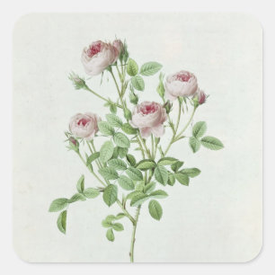 Rosa Pomponia, from 'Les Roses' Square Sticker