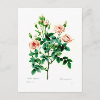 Rosa pomponia postcard
