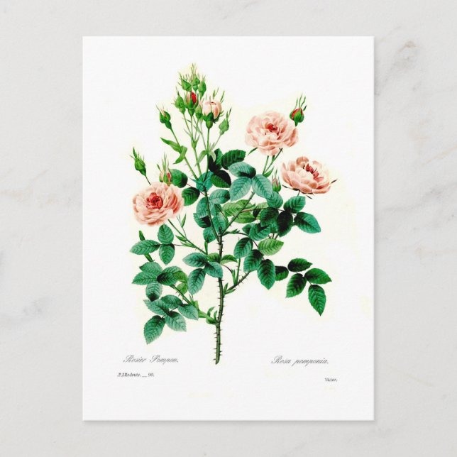 Rosa pomponia postcard (Front)
