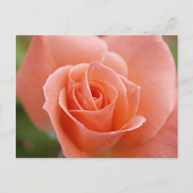 Rosa Postcard (Front)