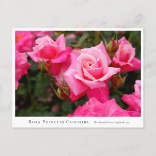 Rosa Princess Chichibu Postcard