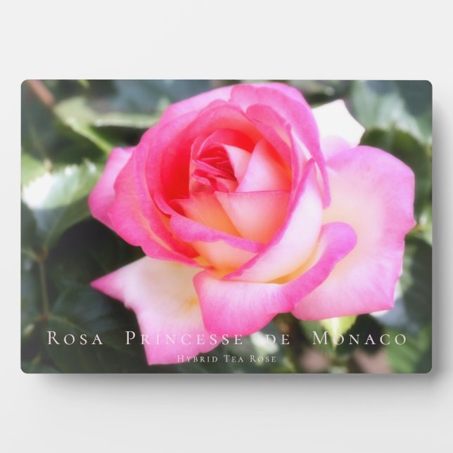 Rosa Princesse de Monaco：Photoplark Plaque (Front)