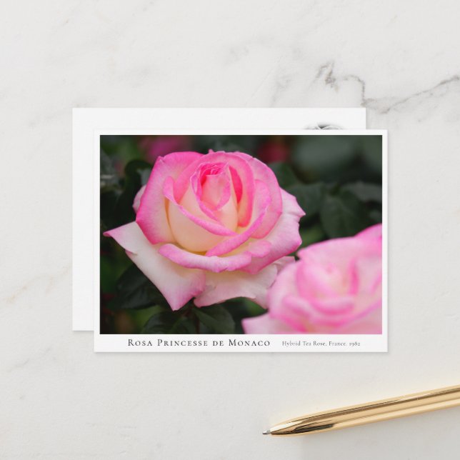 Rosa Princesse de Monaco Postcard (Front/Back In Situ)
