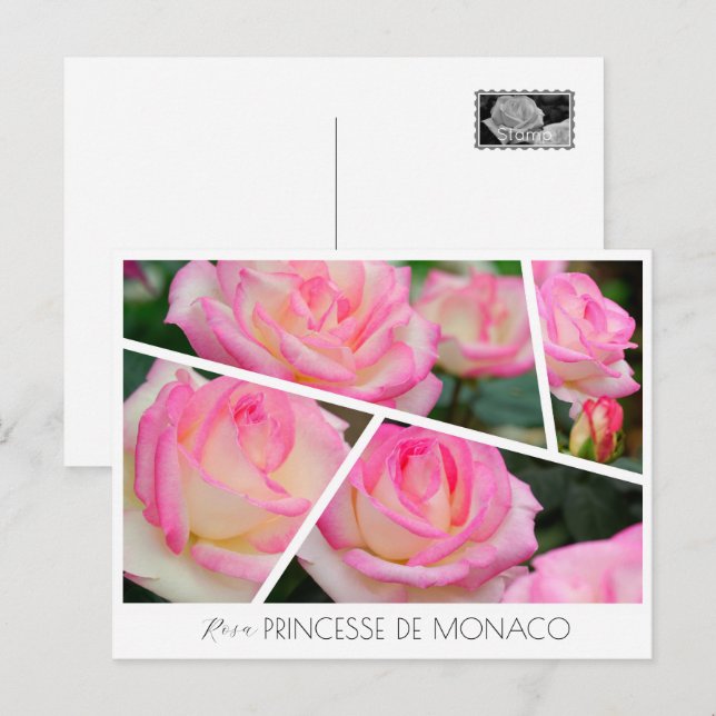 Rosa Princesse de Monaco Postcard (Front/Back)