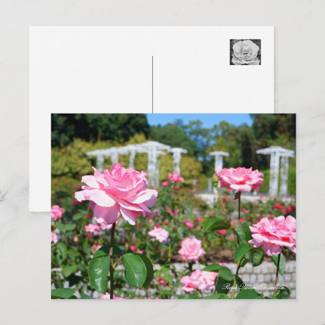 Rosa Queen Elizabeth Postcard (Front/Back)