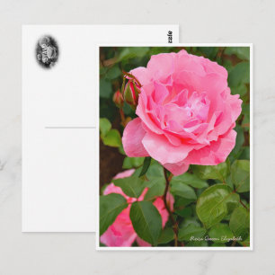 Rosa Queen Elizabeth Postcard
