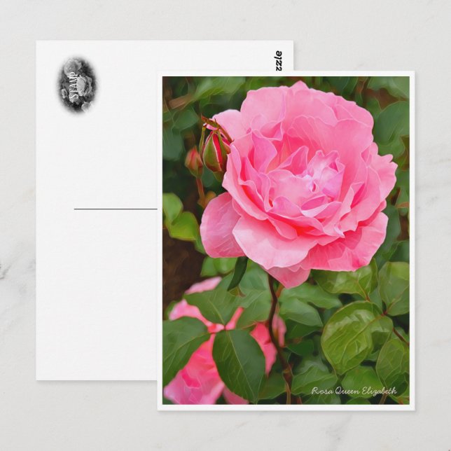 Rosa Queen Elizabeth Postcard (Front/Back)