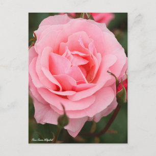 Rosa Queen Elizabeth:Postcard Postcard