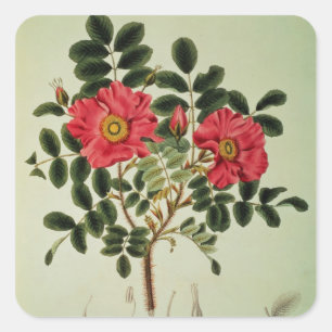Rosa rugosa, from 'Flora Japonica' Square Sticker