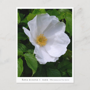 Rosa rugosa postcard